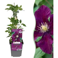 Green Boutiq - 2x Clematis Warszawska Nike - Bosrank - Rood - Klimplant - Ø9cm - 35cm