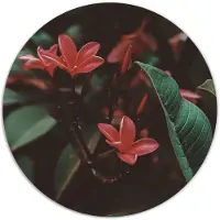 Label2X - Muurcirkel red boom - Ø 70 cm - Dibond - Multicolor - Wandcirkel - Rond Schilderij - Muurdecoratie Cirkel - Wandecoratie rond - Decoratie voor woonkamer of slaapkamer