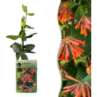 Green Boutiq - 6x Lonicera br. 'Dropmore Scarlet' - Kamperfoelie 'Dropmore Scarlet' - Rood-Geel - Klimplant - Ø9cm - 35cm