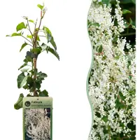 Green Boutiq - 6x Fallopia aubertii - Bruidssluierplant - Wit - Klimplant - Ø9cm - 35cm