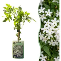 Green Boutiq - Jasminum officinale - Echte jasmijn - Wit - Klimplant - Ø9cm - 35cm