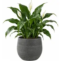 Ter Steege Steege Plantenpot/bloempot - keramiek - mystic grijs - 26 x 26 cm - Plantenpotten