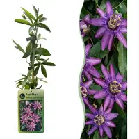 Green Boutiq - Passiflora Lavender Lady - Passiebloem Lavendel Dame - Paars - Klimplant - Ø9cm - 35cm