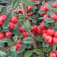 Arborix 24 x Cotoneaster Suecicus 'Coral Beauty' - Dwergmispel 9x9 cm in pot