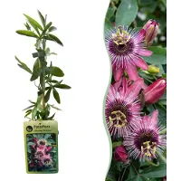 Green Boutiq - Passiflora Victoria - Passiflora Victoria - Rood - Roze - Klimplant - Ø9cm - 35cm