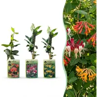 Green Boutiq - 12x Lonicera Tricolour - Driekleurige kamperfoelie - Rood - Paars - Oranje - Geel - Klimplant - Ø9cm - 35cm