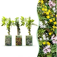 Green Boutiq - 9x Jasminum Tricolour - Driekleurige jasmijn - Geel - Wit - Roze - Klimplant - Ø9cm - 35cm