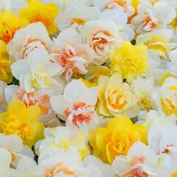 QFB Gardening Bloembollen Mix Dubbele Narcissen Funen's Pride | 150 stuks | Dubbel