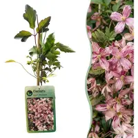 Green Boutiq - Clematis mont. 'Marjorie' - Bergclematis - Roze - Klimplant - Ø9cm - 35cm