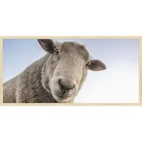 Wandkraft Schilderij - schaap - Collectie at the farm - Forex met blanke lijst - 98x48cm
