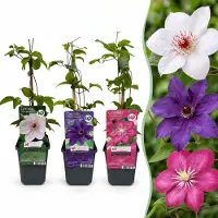 Green Boutiq - 12x Clematis Tricolour - Driekleurige bosrank - Paars - Roze - Wit - Klimplant - Ø9cm - 35cm