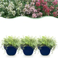 Green Boutiq - Vasteplant - Thymus Tricolour - Tym - Bodembedenkend - Roze - Rood - Wit - 6 Planten - Pot 11cm - Hoogte 15-25cm