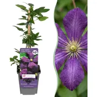 Green Boutiq - 6x Clematis Etoile Viol - Bosrank - Paars - Klimplant - Ø9cm - 35cm