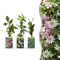 Green Boutiq - 12x Klimplaten Tricolor Colourfull - Driekleurige klimplant - Licht Roze - Wit - Paars - Klimplant - Ø9cm - 35cm