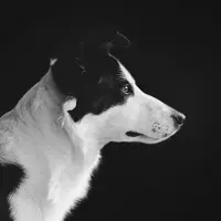 Wandkraft Schilderij - hond - border collie - Collectie faces - Dibond wit - 74x74cm