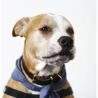 Wandkraft Schilderij - steafford - hond - Collectie faces - Dibond wit - 74x74cm