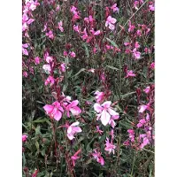 GRDplanten 6 x Gaura lindheimeri 'Flamingo Pink' - Prachtkaars in pot 9 x 9 cm
