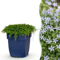 Green Boutiq - Vasteplant - Isotoma fluviatilis - Sterrenbloem - RotsPlant - Licht Blauw - 1 Plant - Pot 11cm - Hoogte 15-25cm