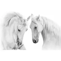 Karo-art 450cm X 300cm - Fotobehang - Twee Schimmels, Paarden, zwart/wit, premium print, inclusief behanglijm