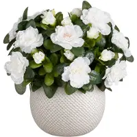 Mica Decorations Kunstplant - Azalea wit - H31 cm - in witte bloempot - keramiek - complete set van pot en plant - decoratie stuk