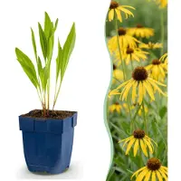Green Boutiq - Vasteplant - Echinacea paradoxa - Zonnehoed - Bijen- en vlinderlokkers - Geel - 1 Plant - Pot 11cm - Hoogte 15-25cm