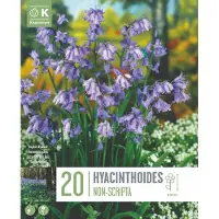Kapiteyn Bloembollen Hyacinthoides Non-Scripta – 20 stuks – Boshyacint – Voorjaarsbloeier