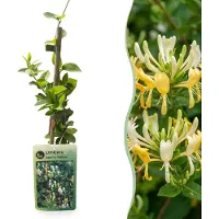 Green Boutiq - Lonicera jap. 'Halliana' - Japanse kamperfoelie - Wit - Geel - Klimplant - Ø9cm - 35cm