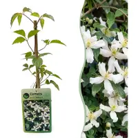 Green Boutiq - 4x Clematis mont. 'Wilsonii' - Bergclematis - Wit - Klimplant - Ø9cm - 35cm