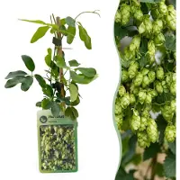 Green Boutiq - Humulus lup. Nordbrau - Noordbrouwhop - Groen - Klimplant - Ø9cm - 35cm