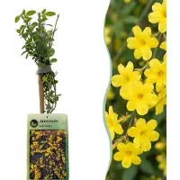 Green Boutiq - 4x Jasminum nudiflorum - Winterjasmijn - Geel - Klimplant - Ø9cm - 35cm